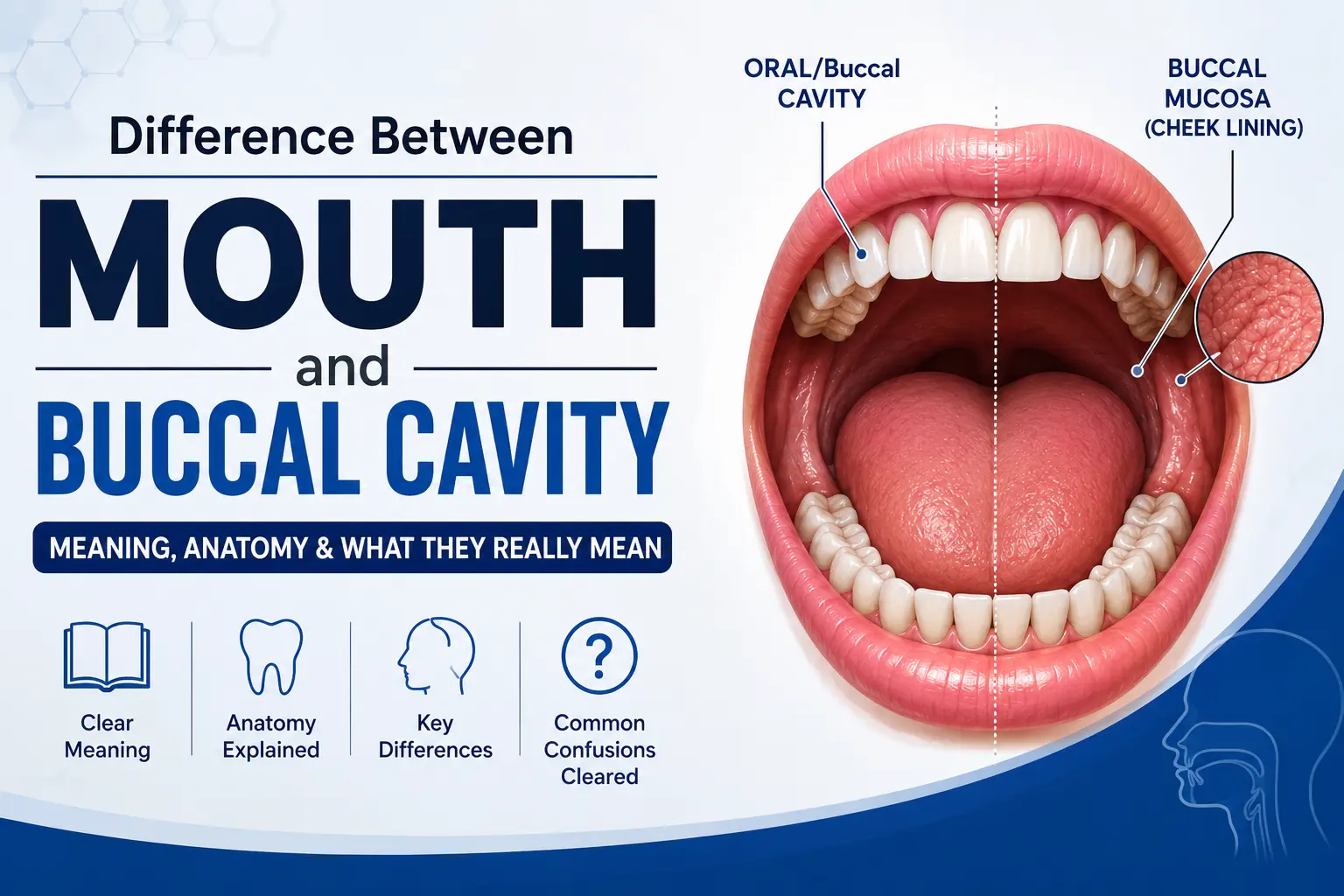Difference-Between-Mouth-and-Buccal-Cavity
